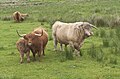 Schottische Hochlandrinder bei Taynuilt