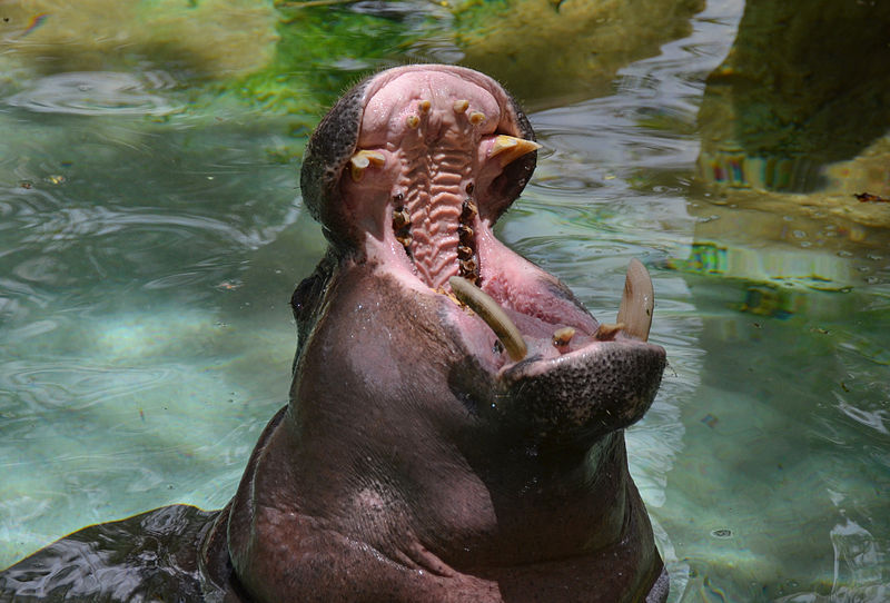 File:Hippopotame pygmée.jpg