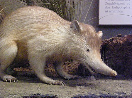 Tập_tin:Hispaniola_solenodon.jpg