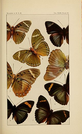 <i>Euphaedra cottoni</i> Species of butterfly