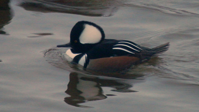 Hooded Merganser (Lophodytes cucullatus), Male