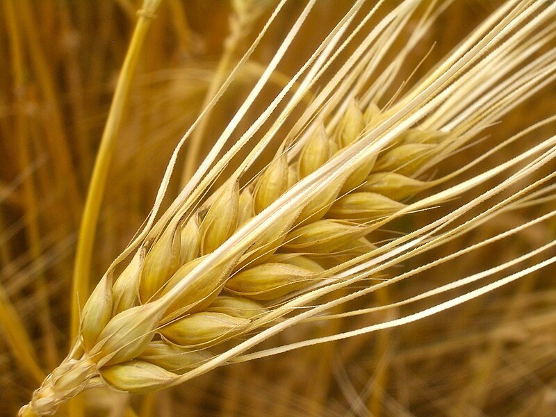 File:Hordeum vulgare f. hexastichon, ripe ear.jpg