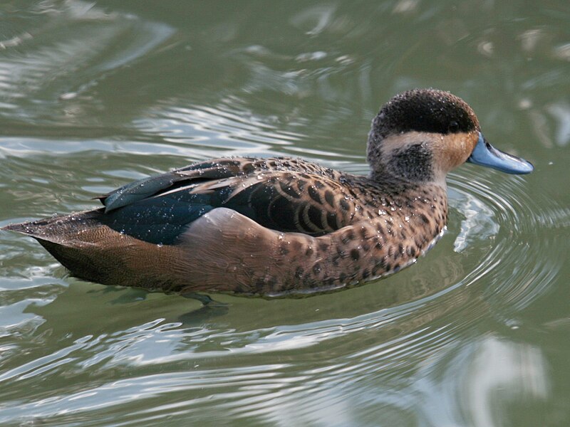 File:Hottentot Teal (Spatula hottentota) RWD1.jpg