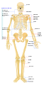 Le squelette humain. Auteur : LadyofHats.