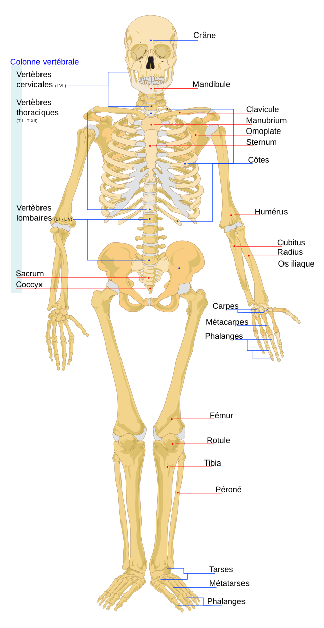 Squelette Anatomique Humain Sam - YLEA