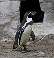 Humboldt-Pinguine (Spheniscus humboldti) im Tierpark Hellabrunn, München