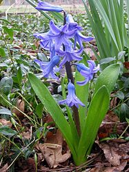 Hyacinth plant.jpg