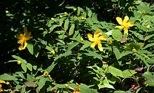 Hypericum calycinum 3.jpg