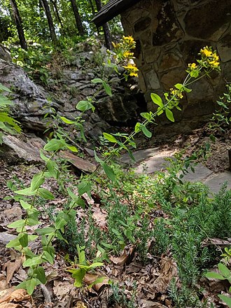 Erect stems of H. punctatum Hypericum punctatum plant.jpg