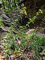 Hypericum punctatum, or spotted St. Johnswort