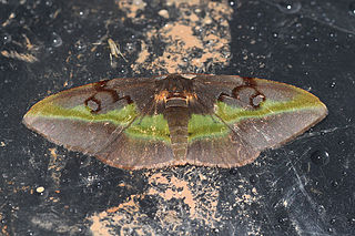 <i>Hypochrosis cryptopyrrhata</i> Species of moth