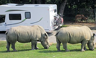 Southern white rhinos along the park IMkoo.JPG