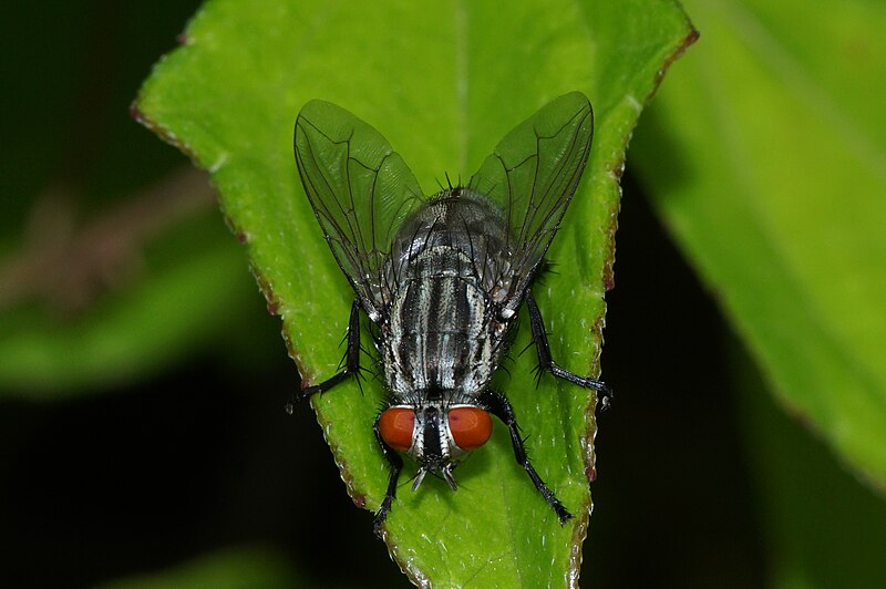 File:ISarcophagidae 05360.jpg