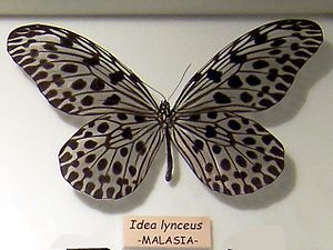 Idea lynceus.jpg