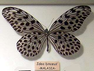 <i>Idea lynceus</i> Species of butterfly
