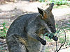 Image-Swamp-Wallaby-Feeding-4, -Vic, -Jan.2008.jpg