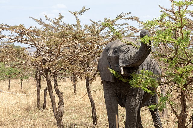 Бог серенгети. Бог Серенгети фильм. Модель Serengeti Leonardo. Бог Серенгети смотреть онлайн бесплатно в хорошем качестве.