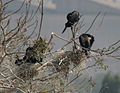 Indian Cormorant (Phalacrocorax fuscicollis) W IMG 4994.jpg
