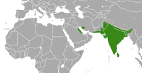 Indian Gray Mongoose area.png