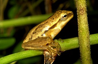 Indian Tree Frog Polypedates maculatus by Dr. Raju Kasambe IMG 8972.jpg