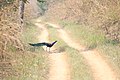 Indian peafowl 2019.jpg
