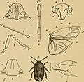 Fayl:Insects at home; being a popular account of insects, their structure, habits and transformations (1872) (14591160190).jpg üçün miniatür