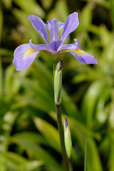 Iris virginica - Wikipedia