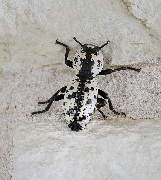 File:Ironclad beetle (Zopherus nodulosus haldemani Horn).jpg