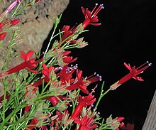 J20160623-0092 — Ipomopsis tenuifolia — RPBG (27891012201) .jpg