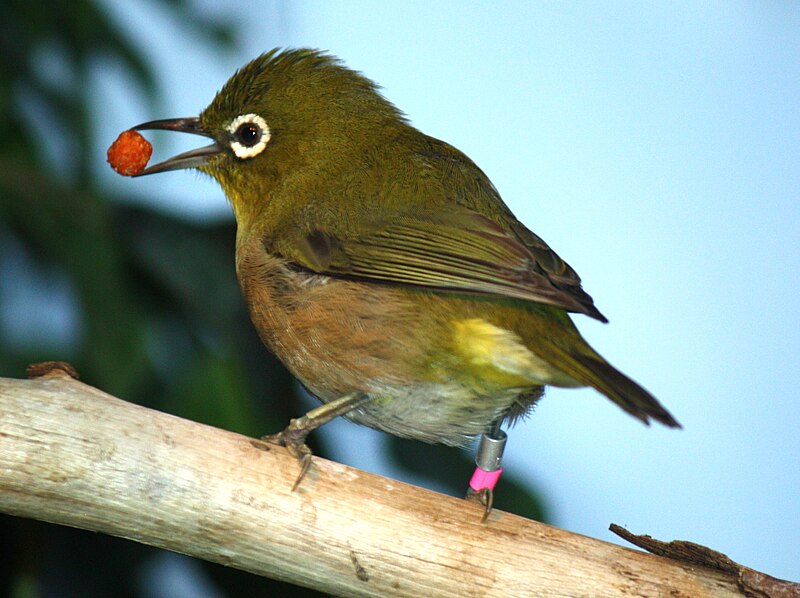 File:Japanese White Eye 058.jpg