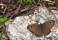 Mücevher Fourring Eaglenest Arunachal.jpg