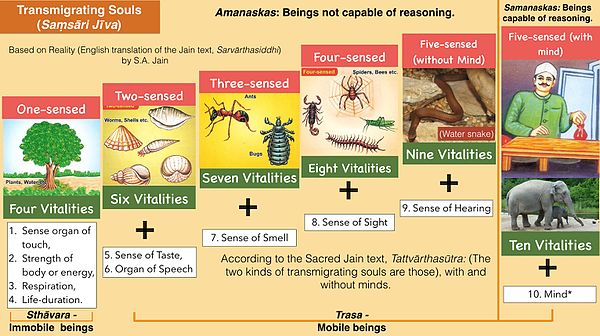 Classification of Saṃsāri Jīvas (transmigrating souls) in Jainism