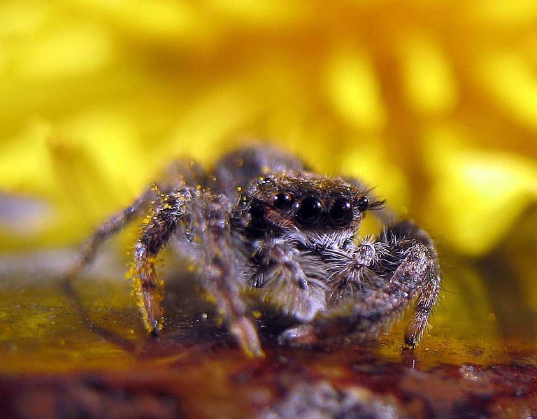 File:Jumping-spider-WA-eyes.jpg