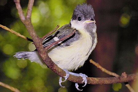 Junge Kohlmeise Parus major