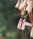 Corolla tubes in Kalanchoe pinnata flower