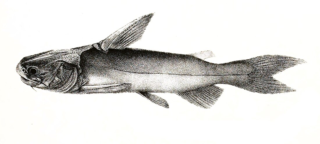 File:Ketengus typus Mintern 108.jpg