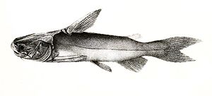 Ketengus typus Mintern 108.jpg