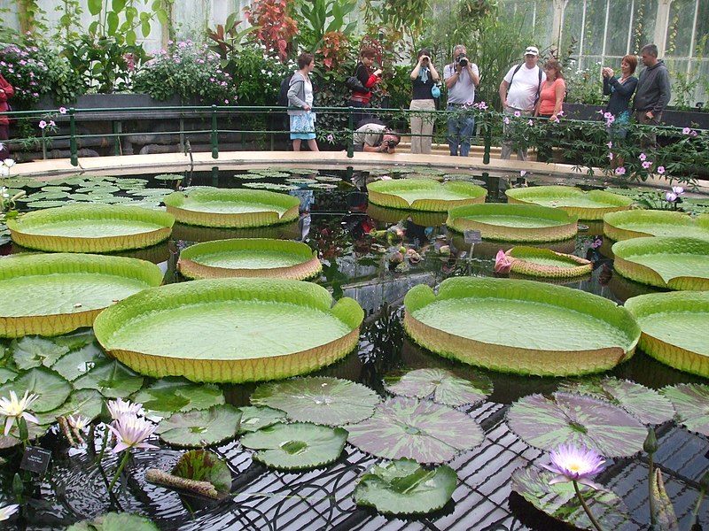 File:Kew Gardens giant water lily.JPG