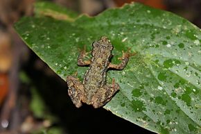 Beskrivelse av Kinabalu Slender Toad (Ansonia hanitschi) .jpg-bilde.