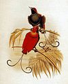 King of Holland's Bird of Paradise