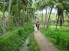 Palm grove in Kovalam