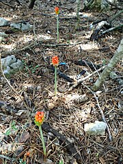 Arums in a forest at Vidova gora mountain, island of Brac, Croatia Kozlaci na Vidovoj gori (Croatia).JPG