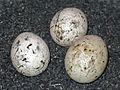 Cuculus canorus eggs, Emberiza citrinella eggs