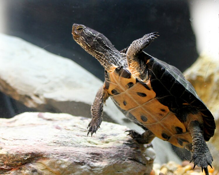 File:Kwangtung Turtle (Mauremys nigricans).JPG