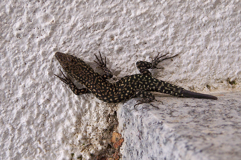 File:Lacertidae Serra-da-Estrela.jpg