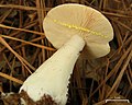 Lactarius Chrysorrheus: Descriere, Confuzii, Specii asemănătoare