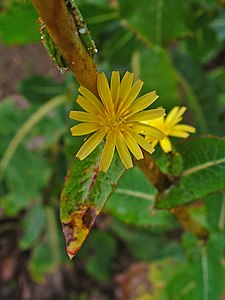 Lactuca virosa Inflorescence