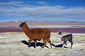 Lama glama Laguna Colorada 2