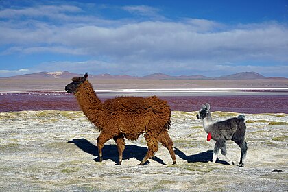 Lhamas (Lama glama), fêmea com sua cria, na Laguna Colorada, Reserva nacional da fauna andina Eduardo Abaroa, Bolívia (definição 6 000 × 4 000)