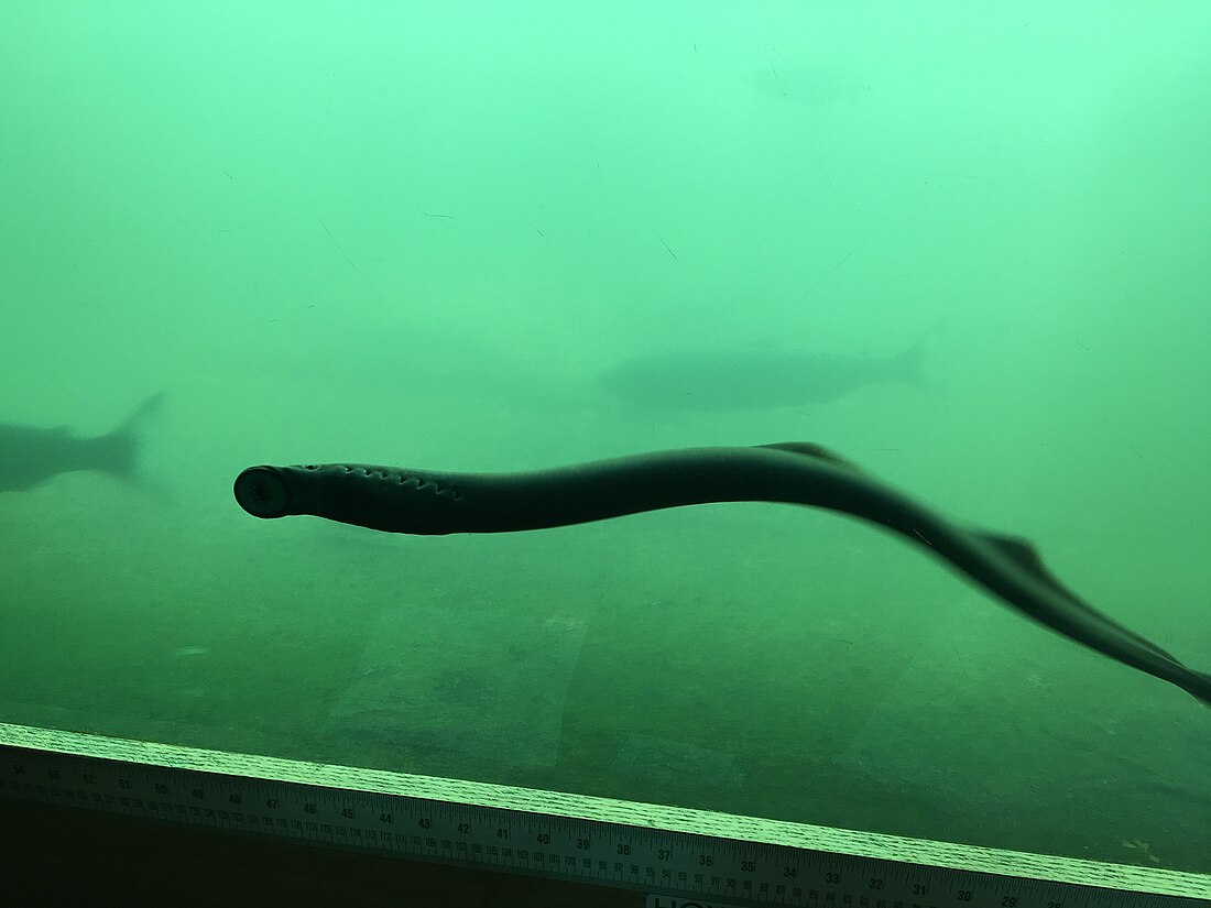 File:Lamprey - Bonneville Dam.jpg